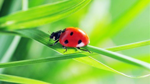 Udemy - Gardening Know How Sustainable Pest Control