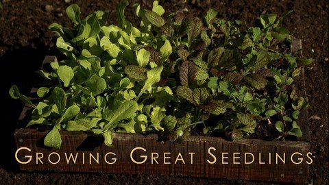 Udemy - Growing Great Seedlings