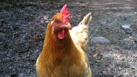 Udemy - Raising Chickens in your Backyard a sustainable food source