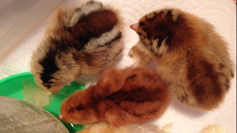 Udemy - Getting Started with Chickens from hatch to laying