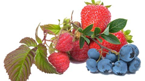 Udemy - Soft Fruit Gardening - Easy Growing Guide