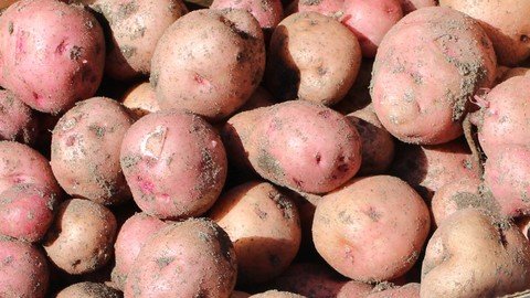 Udemy - Growing Potatoes in your backyard garden