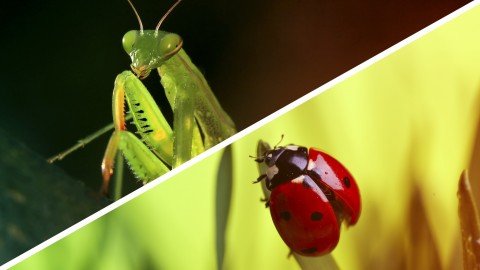 Udemy - Who is Your Friend Beneficial Garden Bugs