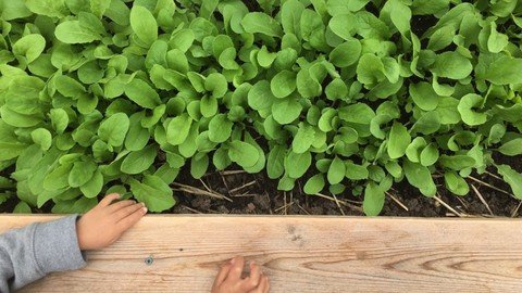 Udemy - Beginner's Guide to Gardening Building Raised Beds