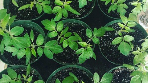 Udemy - Grow Your Own Food Starting Seedlings at Home