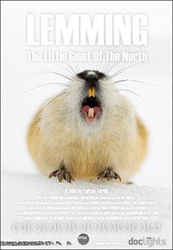 Лемминг, маленький гигант Севера / Lemming, the little giant of the North (2017) HDTVRip 720p | P1