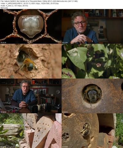 Nature S40E01 My Garden of a Thousand Bees 1080p HEVC x265 