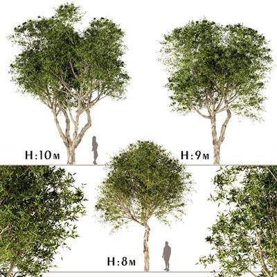 ArtStatio   Set of Broad Leaved Paperbark Trees (Melaleuca Quinquenervia) (3 Trees)