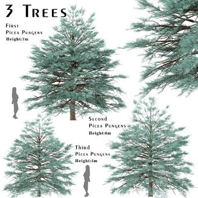 ArtStation   Set of Picea Pungens Trees (Blue spruce) (3 Trees)