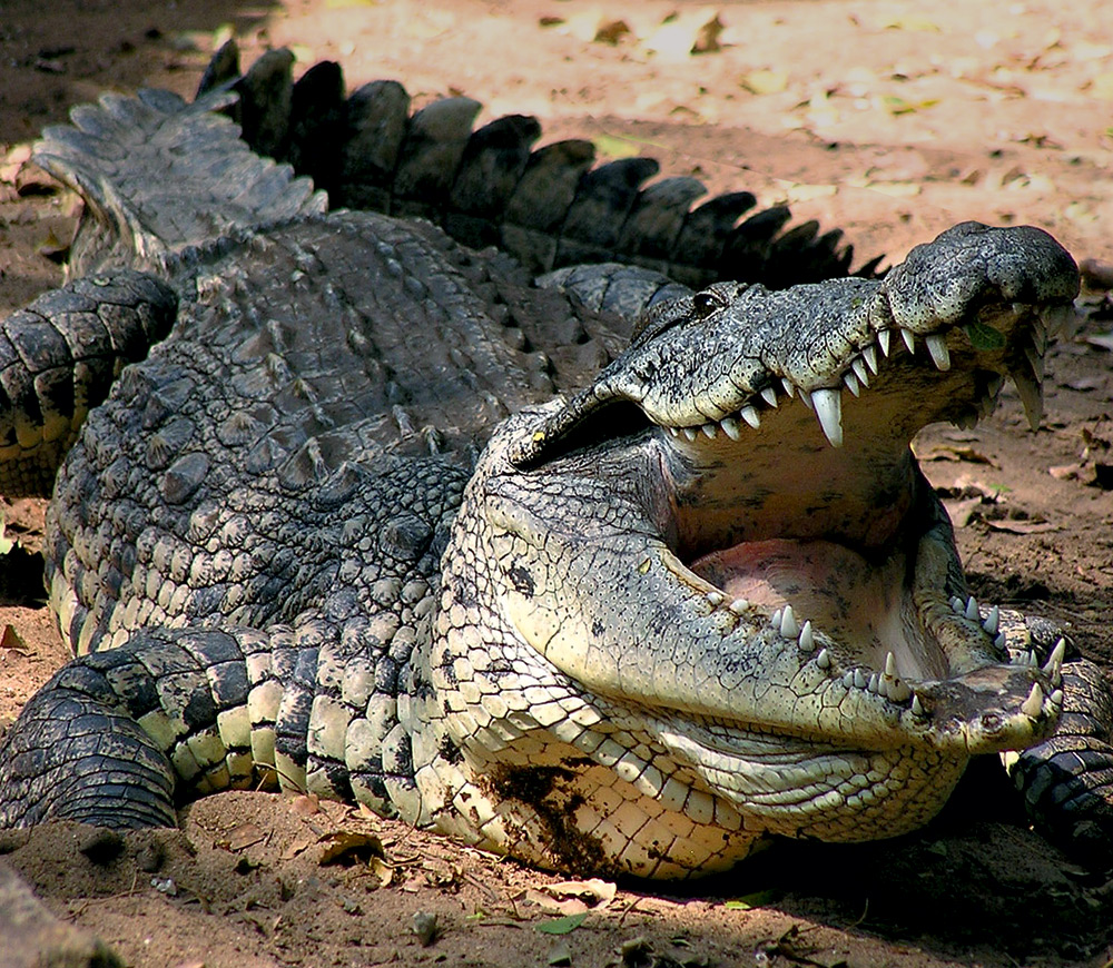 Учёные вбили, почему крокодилы пережили динозавров