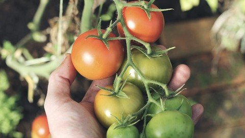 Udemy - Urban Gardening in a Cold Climate