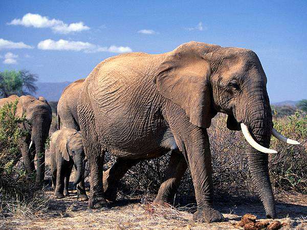 Два облика африканских слонов – на грани исчезновения