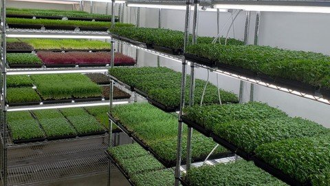 Udemy - Grow microgreens for your family and business