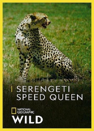 Быстроногая королева Серенгети / Serengeti Speed Queen (2020) HDTVRip 720p