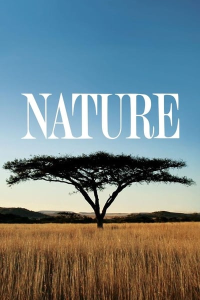 Nature S40E03 The Elephant and the Termite 720p HEVC x265-MeGusta