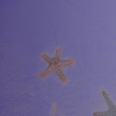 VA - Hipnotic Earth - Starfish And Giant Foams (2021) (MP3)