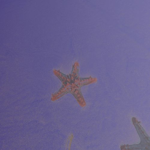 VA - Hipnotic Earth - Starfish And Giant Foams (2021) (MP3)