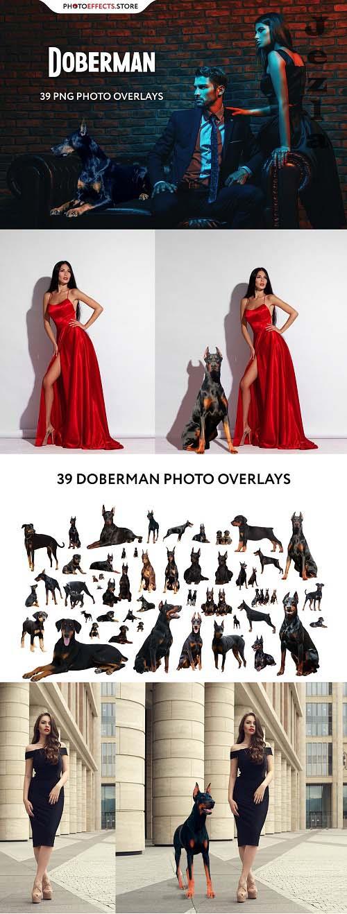 39 Doberman Photo Overlays - 6652849