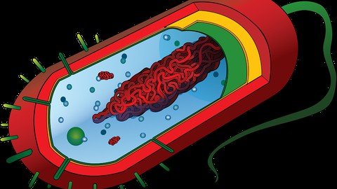 Udemy - Introduction to Bacteriology