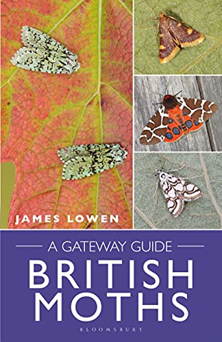 British Moths A Gateway Guide
