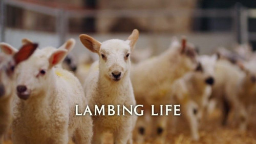 BBC Our Lives - Lambing Life (2021)