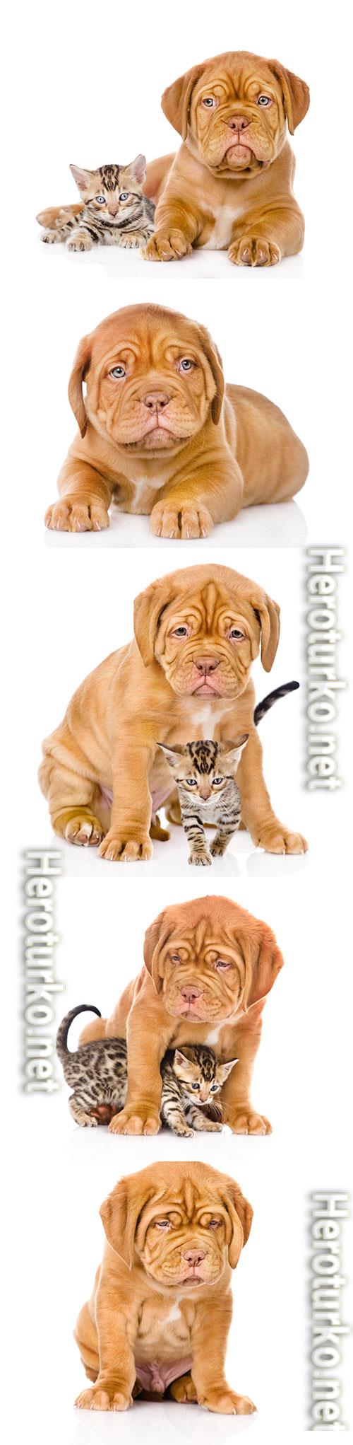 Little cute puppy with kitten Little cute puppy with kitten