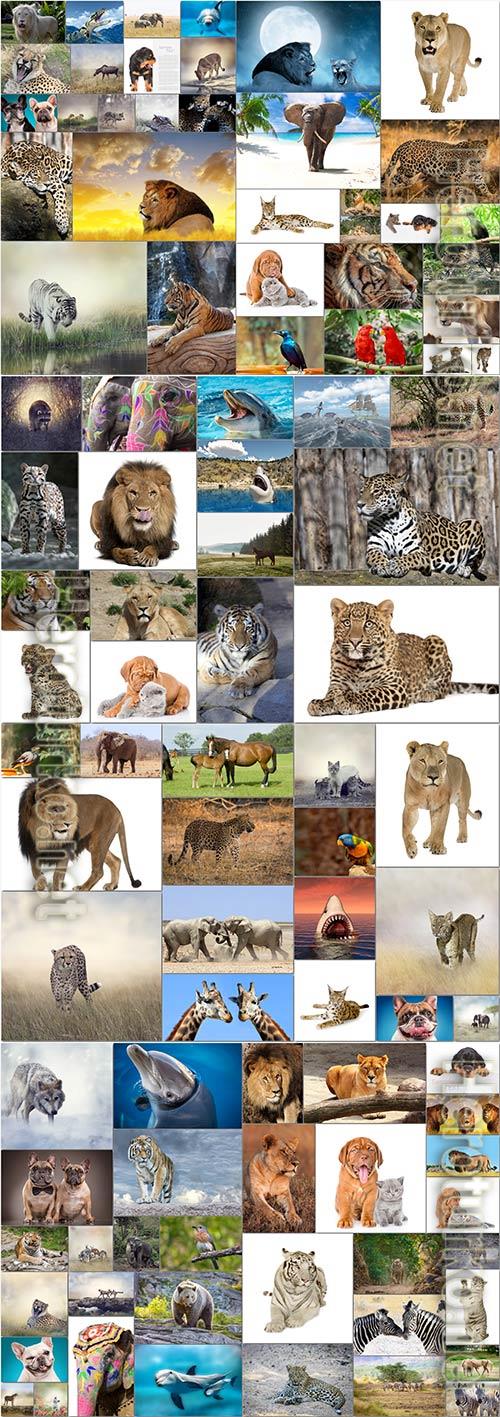 Bundle animals, predators, sea animals, birds stock photo Bundle animals, predators, sea animals, birds stock photo