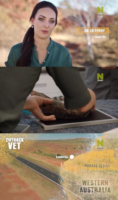 Outback Vet S01E03 720p HEVC x265-MeGusta