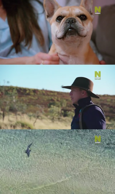 Outback Vet S01E02 720p HEVC x265-MeGusta