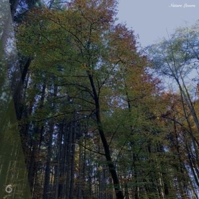 VA - GIVERNY MUSIC - Nature Lovers (2021) (MP3)