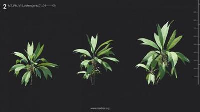 Maxtree   Plant Models Vol 18