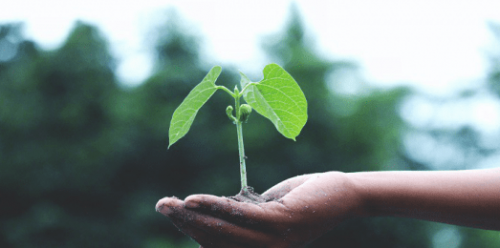 Soil and Water Management for Plants