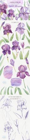Violet Blossom   Watercolor Vector Graphic Set