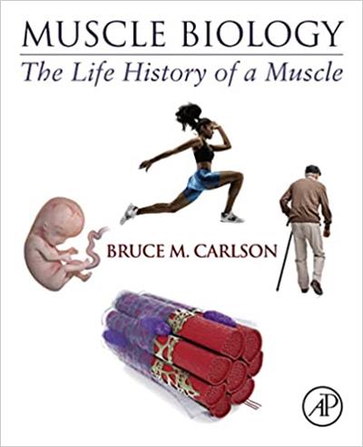 Muscle Biology The Life History of a Muscle