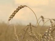Украина ввела новейший рекорд по аграрному экспорту