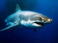 Иммунная система акул поможет отразить атаки новых коронавирусов - исследование