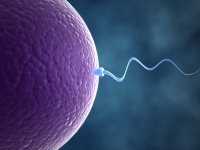 Допоміжні репродуктивні технології: розгляд законопроєкту