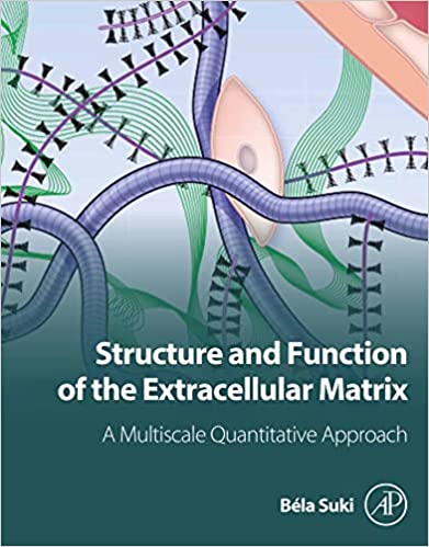 Structure and Function of the Extracellular Matrix A Multiscale Quantitative Approach