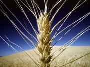 Китай закупил вяще половины всей пшеницы мира