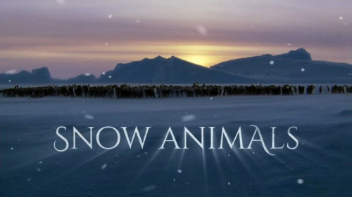 BBC - Snow Animals (2019)