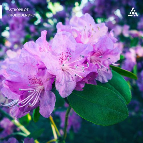 VA - Astropilot - Rhododendron (2021) (MP3)