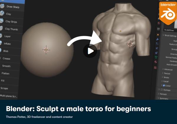 Blender - Sculpt a Male Torso for Beginners