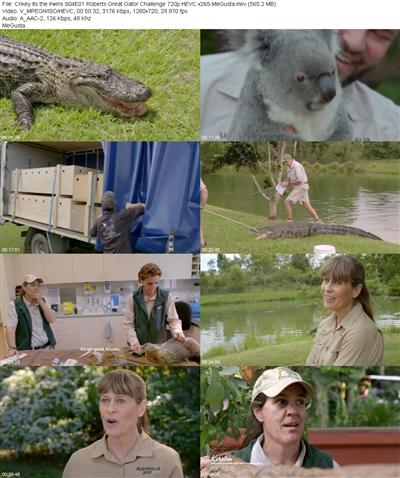 Crikey Its the Irwins S04E01 Roberts Great Gator Challenge 720p HEVC x265 