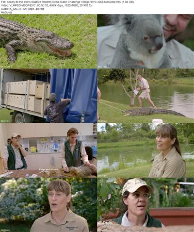 Crikey Its the Irwins S04E01 Roberts Great Gator Challenge 1080p HEVC x265 