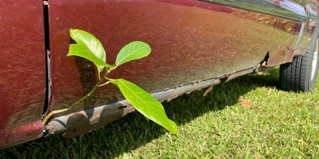 В 20-летнем ржавом пикапе GMC проросло растение