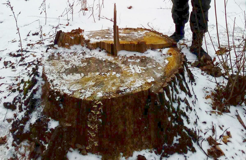 Вісті з Полтави - У Чутівський громаді виявили незаконну порубку дерев