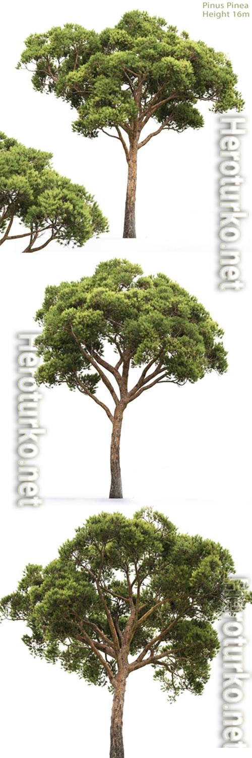 3D Models PINE