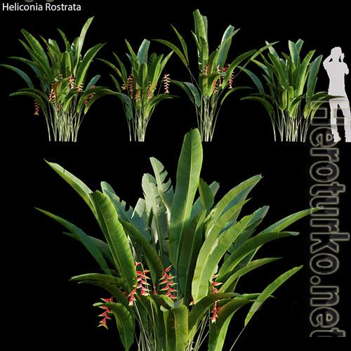 3D Models HELICONIA ROSTRATA 01