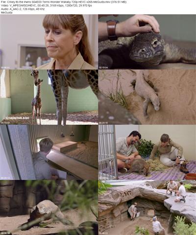 Crikey Its the Irwins S04E03 Terris Wonder Wallaby 720p HEVC x265 