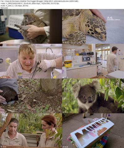 Crikey Its the Irwins S04E04 The Puggle Struggle 1080p HEVC x265 